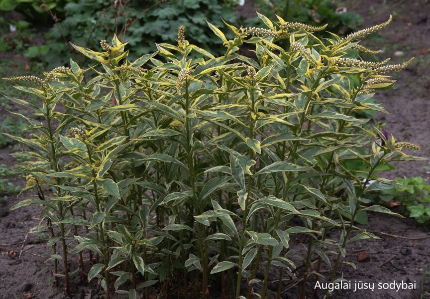 Šilingė ančiasnapė (Lysimachia clethroides) 'Geisha'
