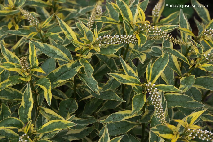 Šilingė ančiasnapė (Lysimachia clethroides) 'Geisha'
