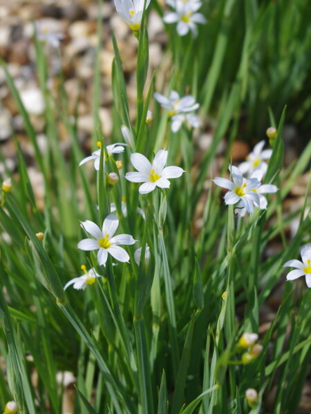Vikšruolė siauralapė (Sisyrinchium angustifolium) 'Alba'
