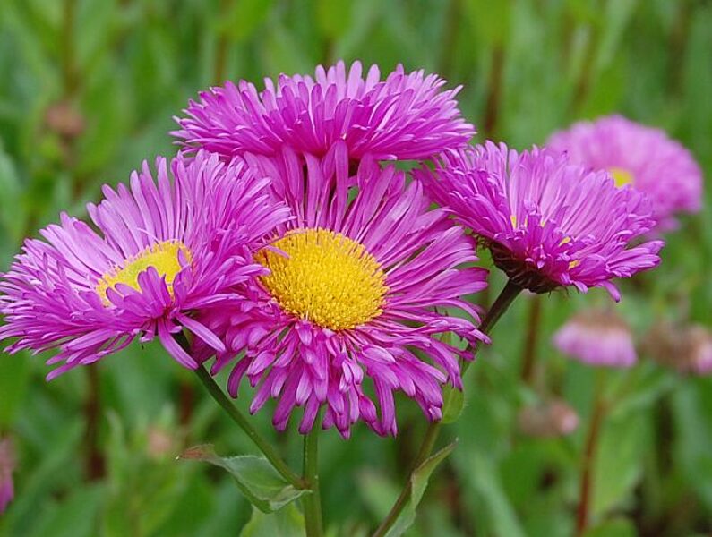Šiušelė (Erigeron) 'Karminstrahl'