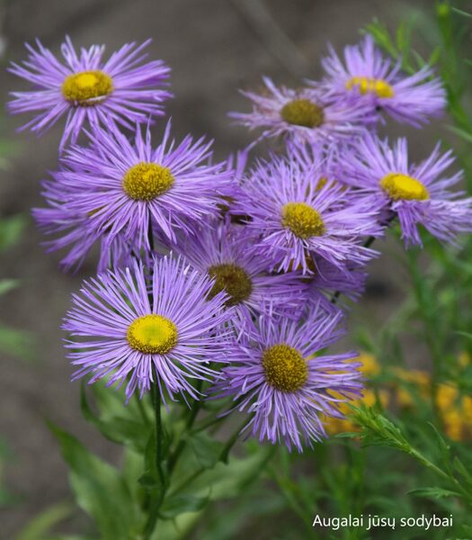 Šiušelė (Erigeron) 'Strahlenmeer'