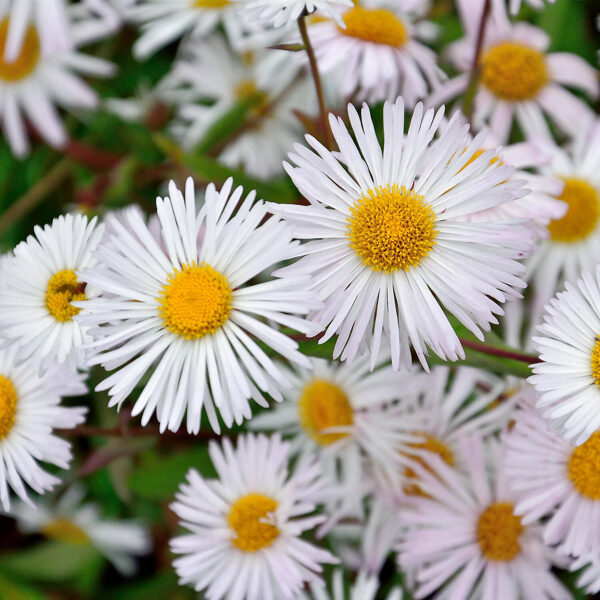 Šiušelė (Erigeron) 'Sommerneuschnee'