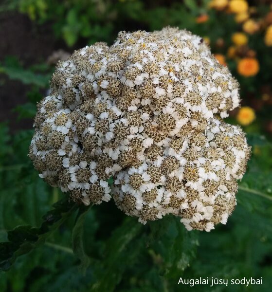 Skaistenis didžialapis (Tanacetum macrophyllum)