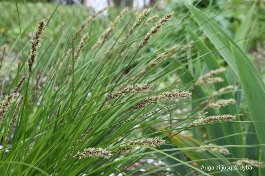 Šluotelinė viksva (Carex paniculata)