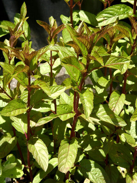 Šokoladinė mėta (Mentha piperita f. citrata 'Chocolate')