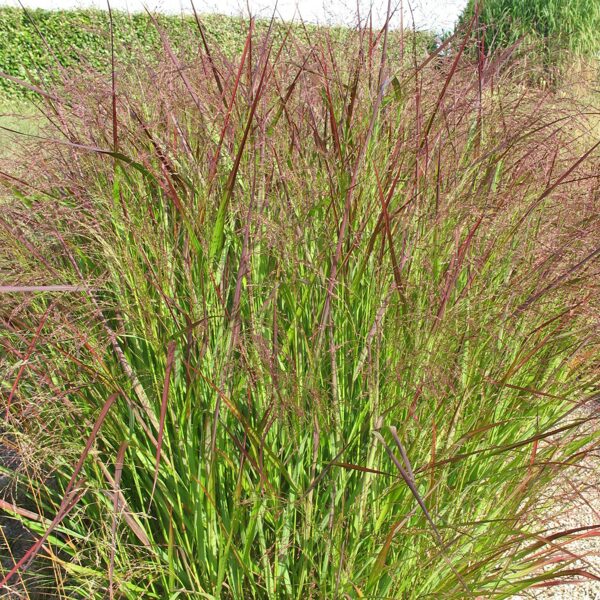 Rykštėtoji sora (Panicum virgatum) 'Squaw'