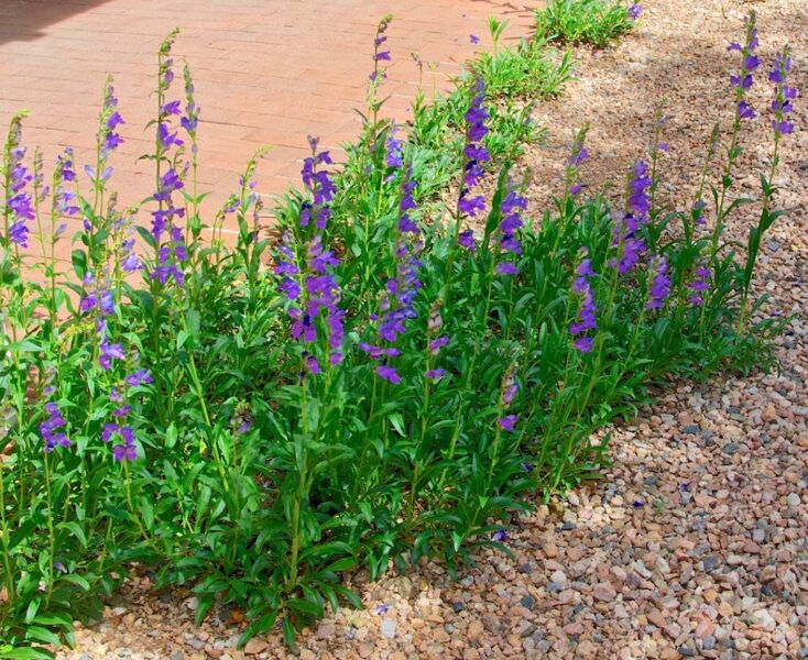 Penstemonas kalninis (Penstemon strictus)