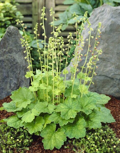 Telima didžiažiedė (Tellima grandiflora)