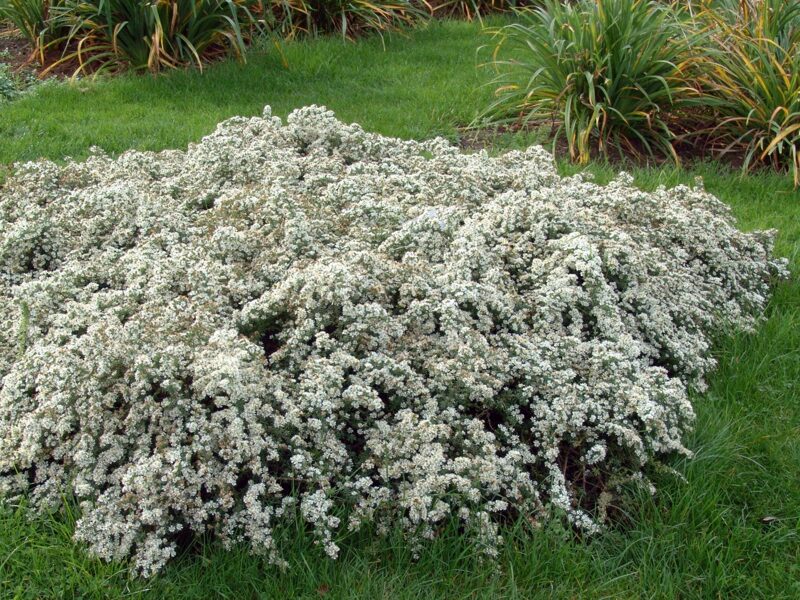 Erikinis astras (Aster ericoides) 'Snow Flurry'