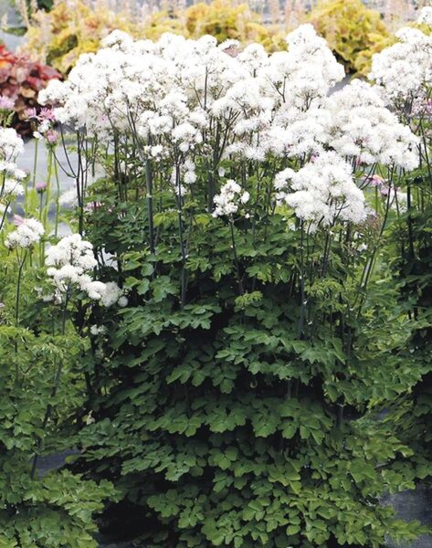 Vingiris sinavadalapis (Thalictrum aquilegifolium) 'Nimbus White'