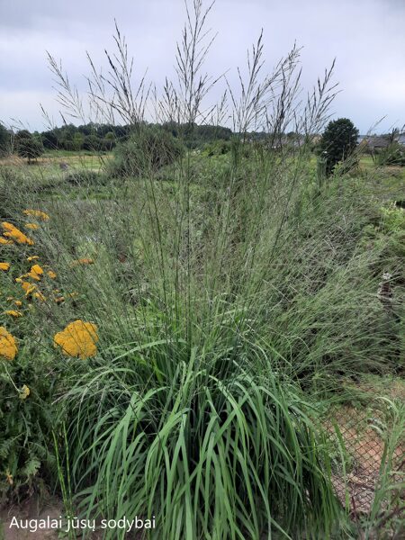 Melvenė nendrinė (Molinia caerulea ssp. arundinacea) 'Transparent'