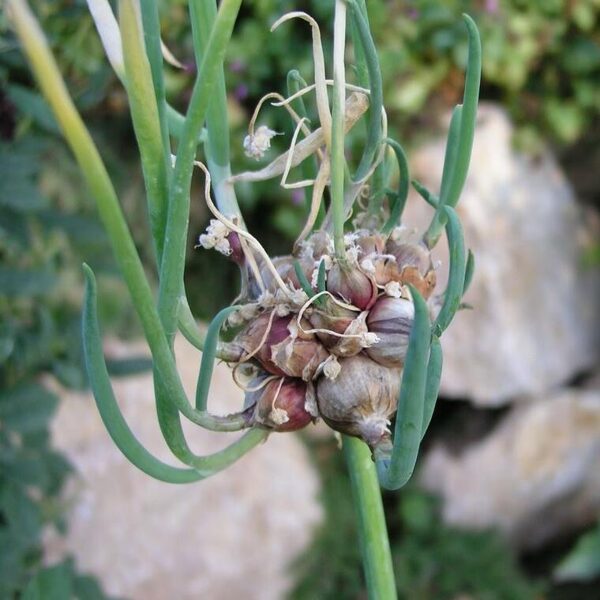 Daugiaaukštis svogūnas (Allium proliferum)