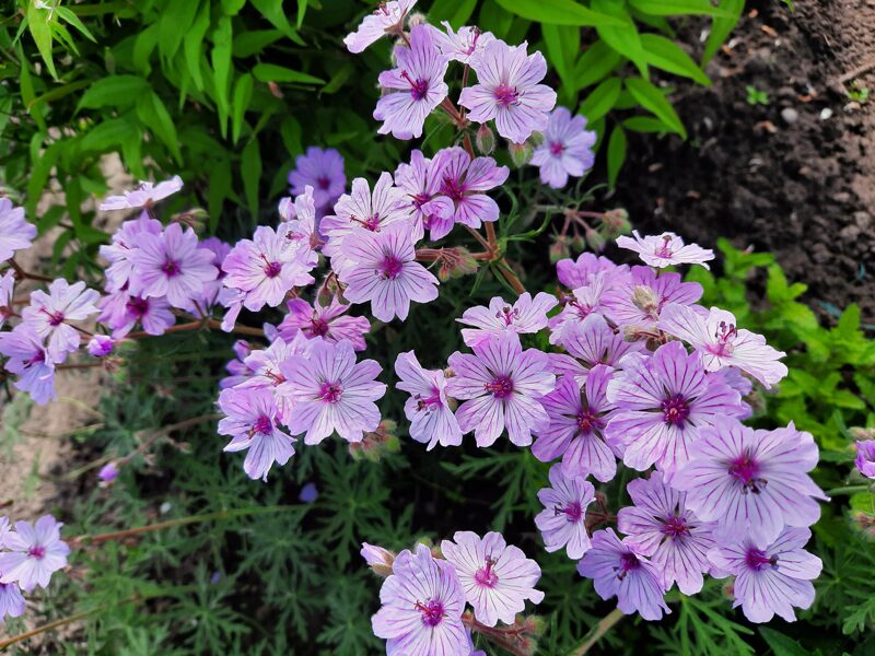 Gumbinis snaputis (Geranium tuberosum)