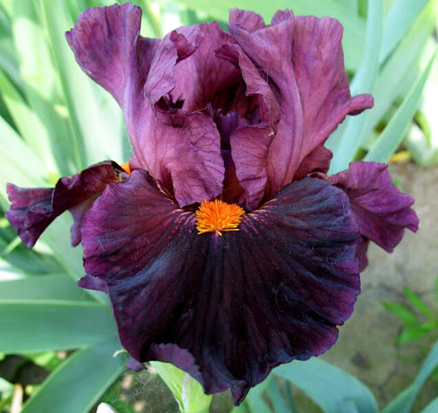 Vilkdalgis (Iris) 'Jump Start'