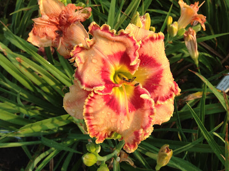 Viendienė (Hemerocallis) 'Border Blessed'