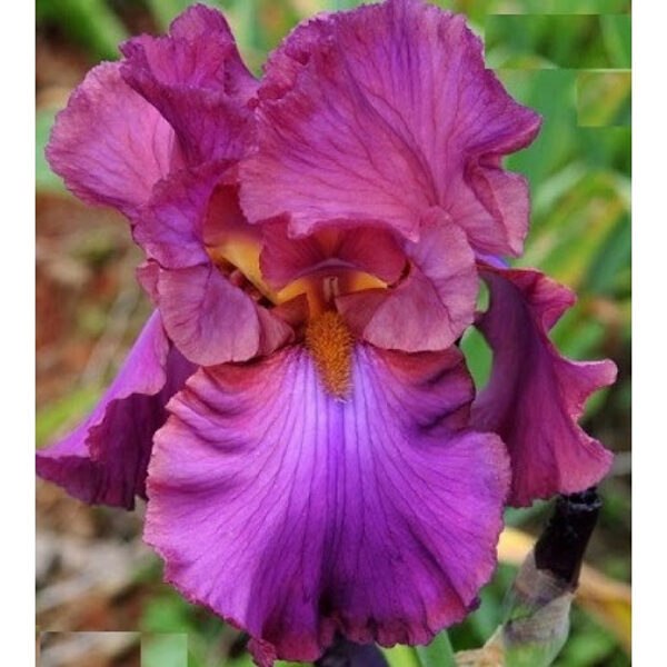 Vilkdalgis (Iris) 'Cranberry Ice'