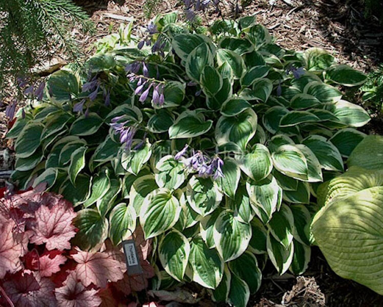 Melsvė (Hosta) 'Thumbelina'