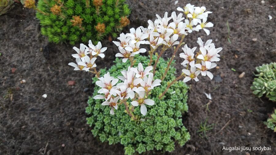 Uolaskėlė (Saxifraga marginata var. rocheliana)