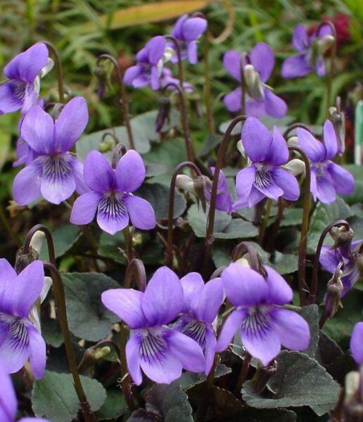 Našlaitė labradorinė (Viola labradorica)