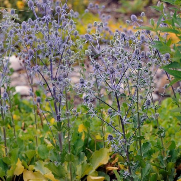 Zunda plokščialapė (Eryngium planum)