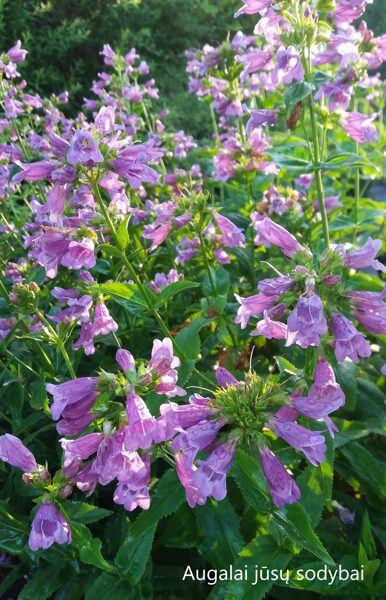 Penstemonas (Penstemon wilcoxii)