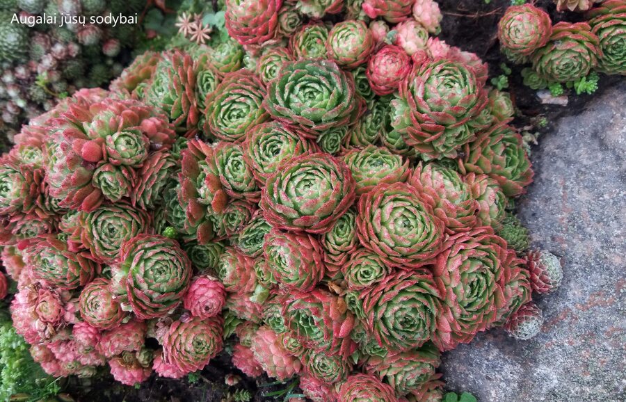 Šilropė (Sempervivum x funckii) 