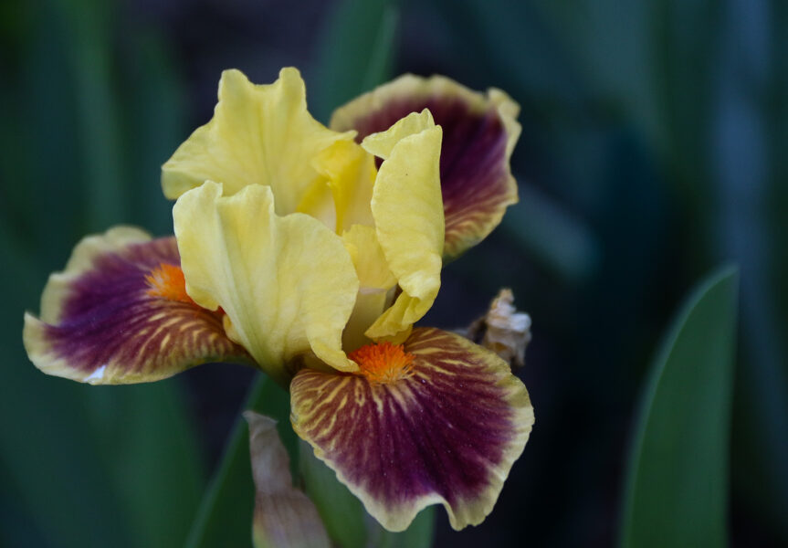 Vilkdalgis (Iris) 'Zooboomafoo'