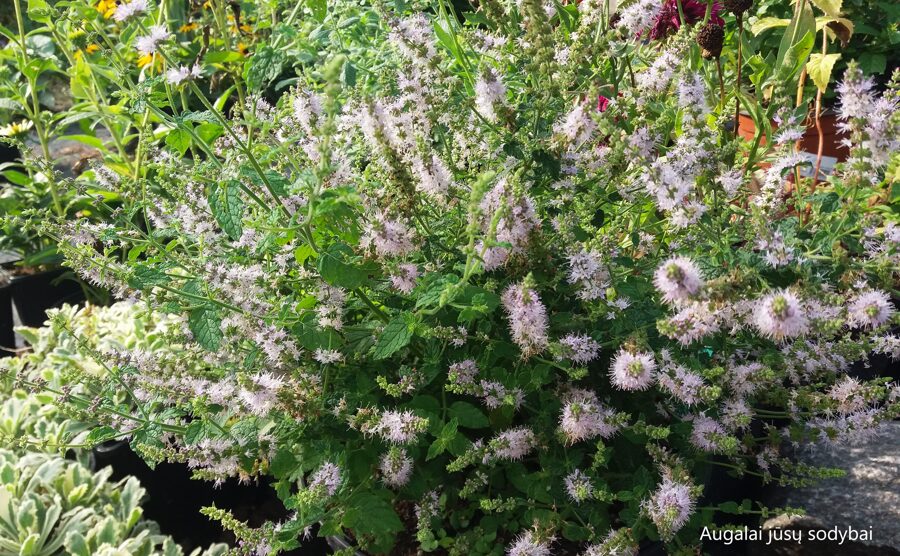 Žemuoginė mėta (Mentha arvensis 'Strawberry')