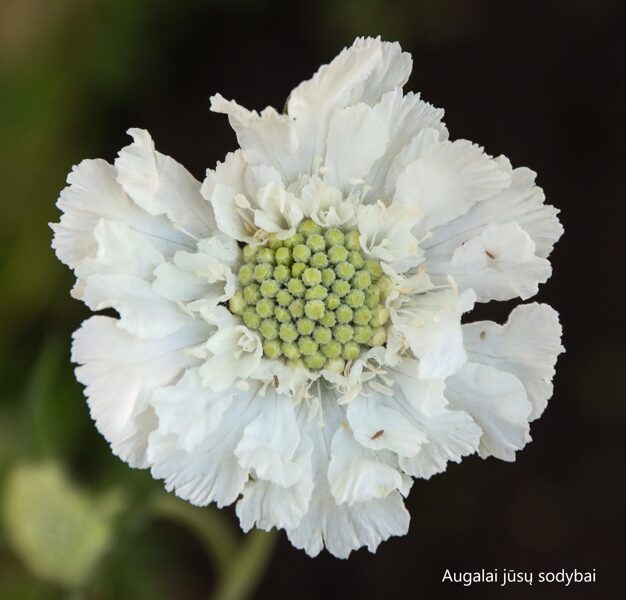 Žvaigždūnė kaukazinė (Scabiosa caucasia) 'Perfecta Alba'