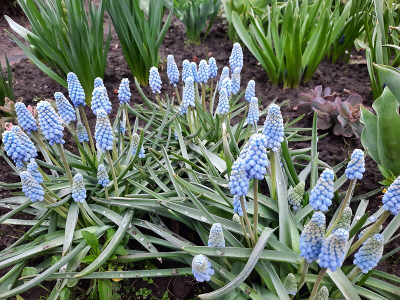 Žydrė (Muscari) 'Baby's Breath'