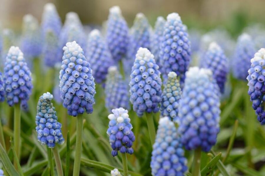 Žydrė (Muscari) 'Ocean Magic'