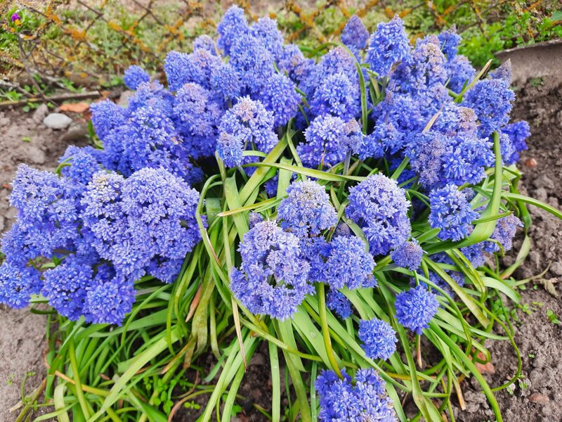 Žydrė (Muscari) 'Fantasy Creation'
